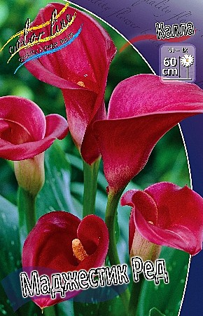 1848 Калла Маджестик Ред 2шт /1шт