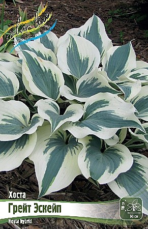 3195 Хоста Грейт Эскейп 25шт/1шт