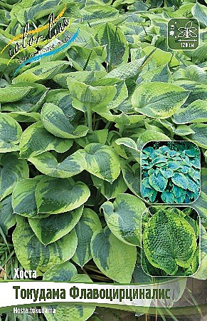 6555 Хоста Токудама Флавоцирциналис 1шт