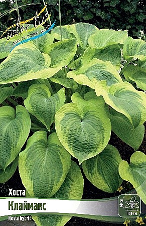 9011 Хоста Клаймакс 25шт/1шт 