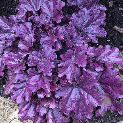 933 Гейхера Frosted Violet (укорененные черенки)