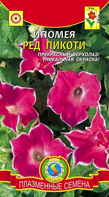 Ц Ипомея Ред Пикоти Плазма