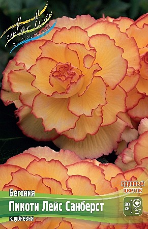6318 Бегония пикоти Лейс Санберст 2шт/1шт