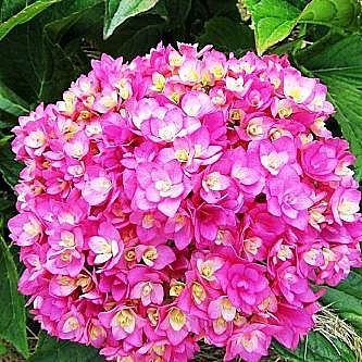 Гортензия крупн ТЫ и Я туба