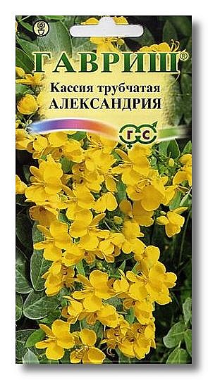 Ц Кассия трубчатая Александрия  Гавриш