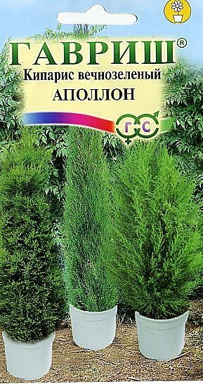 Ц Кипарис вечнозеленый Аполлон  Гавриш