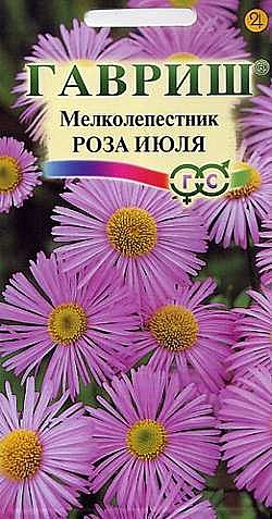 Ц Мелколепестник Роза июля  Гавриш