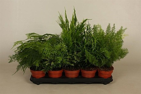 Аспарагус  микс 9