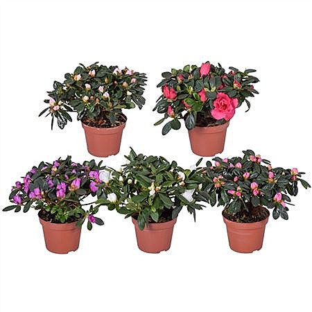 Азалия 10 микс