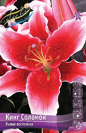 7623 Лилия Кинг Соломон вост 5шт/1шт