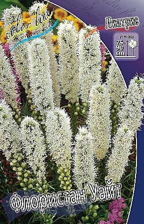 0681 Лиатрис Флористан Уайт 5шт (1шт)