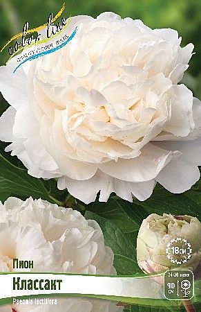 1159 Пион Классакт 1шт