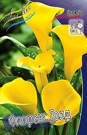 1824 Калла Флорекс Голд 2шт /1шт