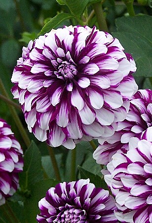 4018 Георгина Эдинбург 1шт