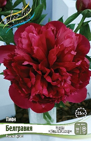 4175 Пион Белгравия 1шт