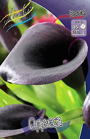 7044 Калла Одесса 2шт/1шт