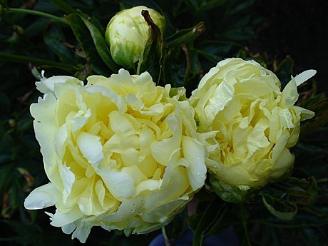 9105 Пион Золотая колесница Травянистый 1шт