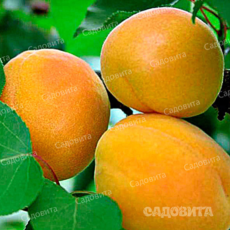Абрикос