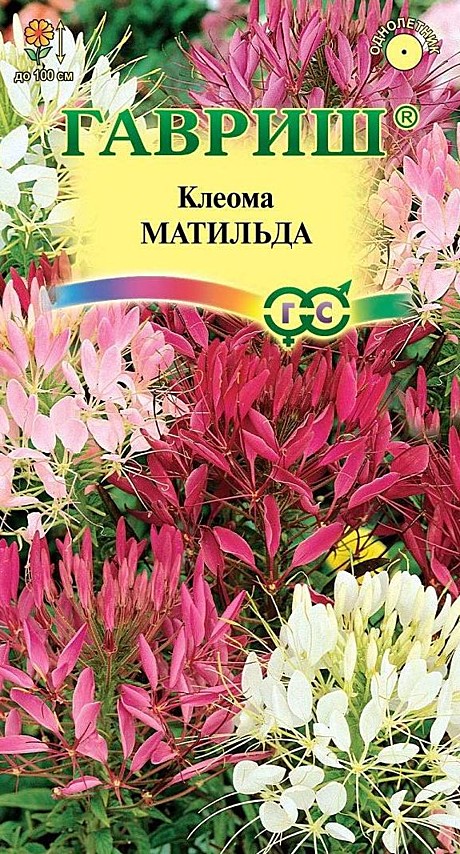 Ц Клеома Матильда колючая Гавриш