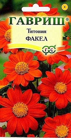 Ц Титония Факел Гавриш