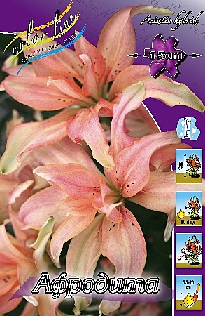 0417 Лилия Афродита азиат махр 5шт/1шт