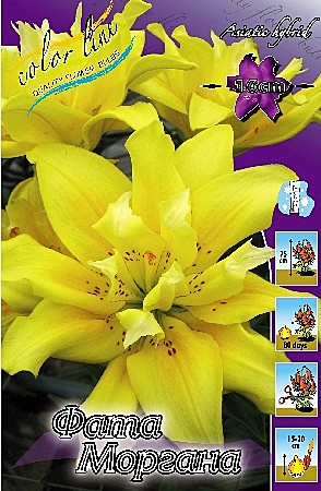 0431 Лилия Фата Моргана аз 5шт/1шт