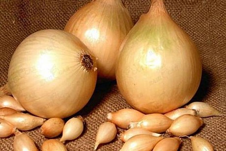 Лук-севок Центурион 1кг (20кг)