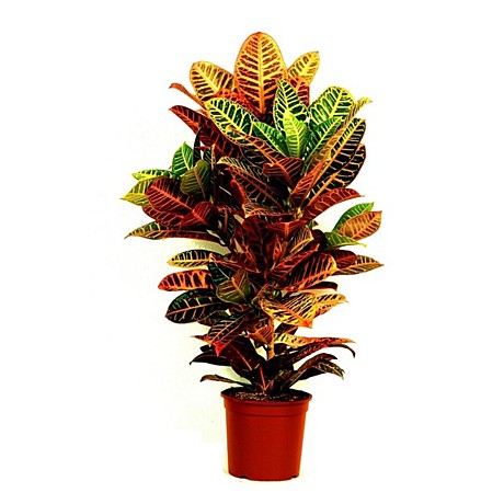 Кодиеум Петра 21