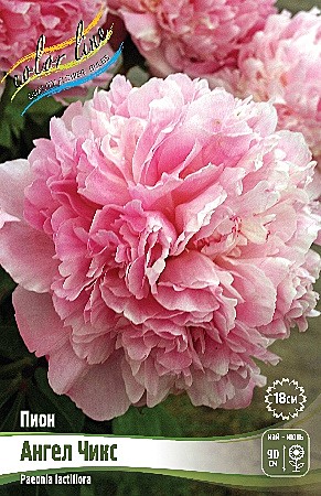 5055 Пион Ангел Чикс 1шт