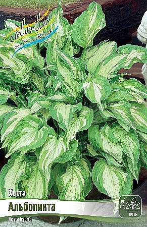 5597 Хоста Альбопикта 1шт