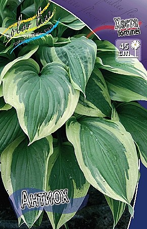 5610 Хоста Антиох 2шт/1шт/