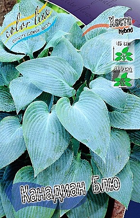 5658  Хоста Канадиан Блю 2шт /1шт