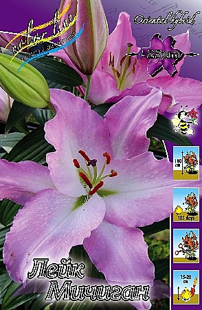 4088 Лилия Лейк Мичиган вост 5шт/1шт