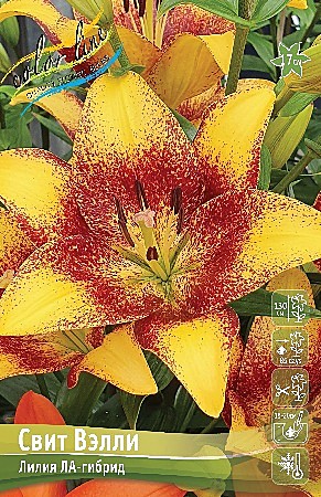0084 Лилия Свит Вэлли ЛА 7шт/1шт