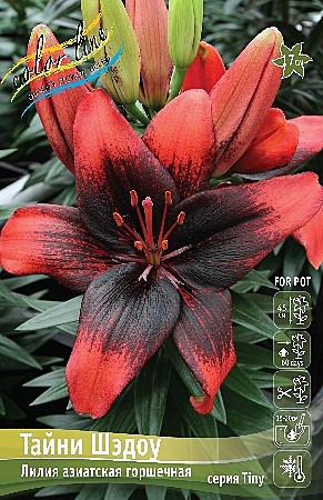 1134 Лилия Тайни Шэдоу аз 7шт/1шт
