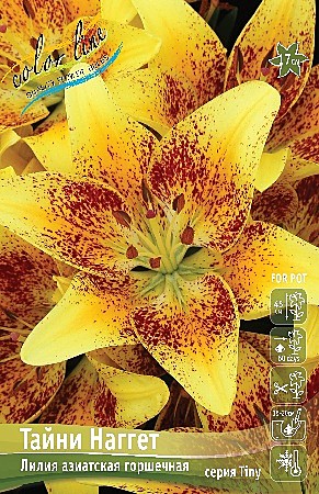 1141 Лилия Тайни Наггет аз 7 шт/1шт/
