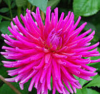 3257 Георгина Пурпл Джем 1шт