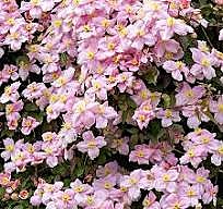 Клематис розовый горный в тубе