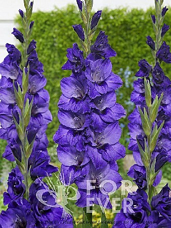 8395 Глад Куки 10шт/1шт