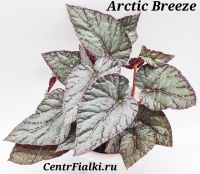 Бегония Рекс Beleaf Arctic Breeze/укор чер/243