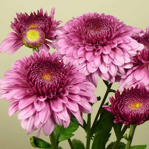 735 Хризантема уличная Linda Purple /укорененные черенки/