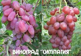 Виноград Симпатия средне- ранний  САдовита