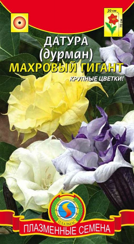 Датура (Дурман)  Махровый гигант 3шт Плазма