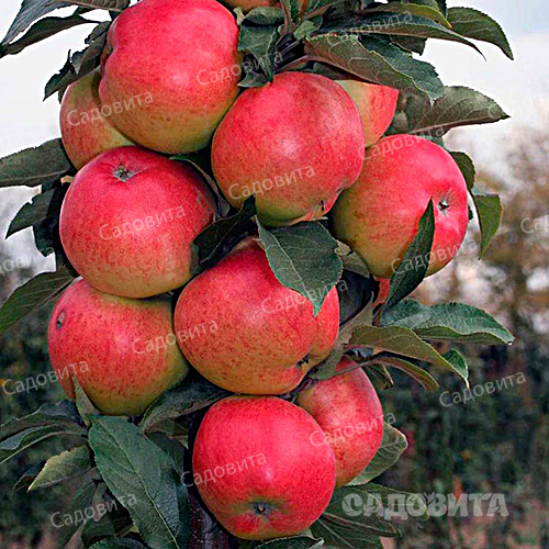 Яблоня Валюта колон