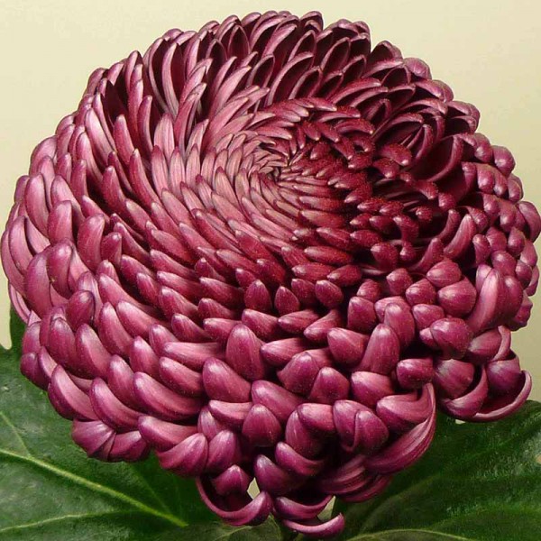 728 Хризантема уличная Bigoudi Purple /укорененные черенки/