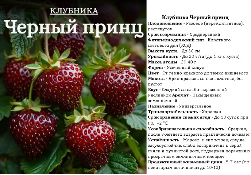 Клубника Черный принц 1шт