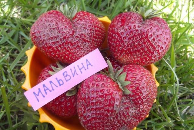 Земляника Мальвина 1шт
