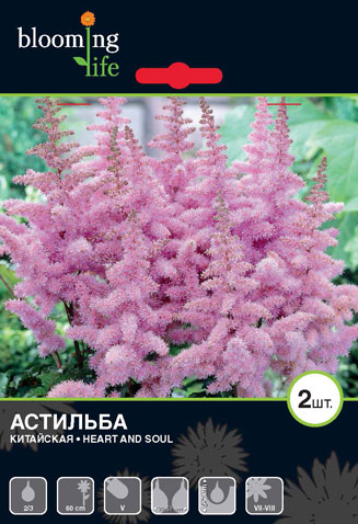 9432 Астильба Хард энд Соул 2шт/1шт