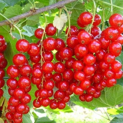 1126 Смородина Голландская Красная 1шт